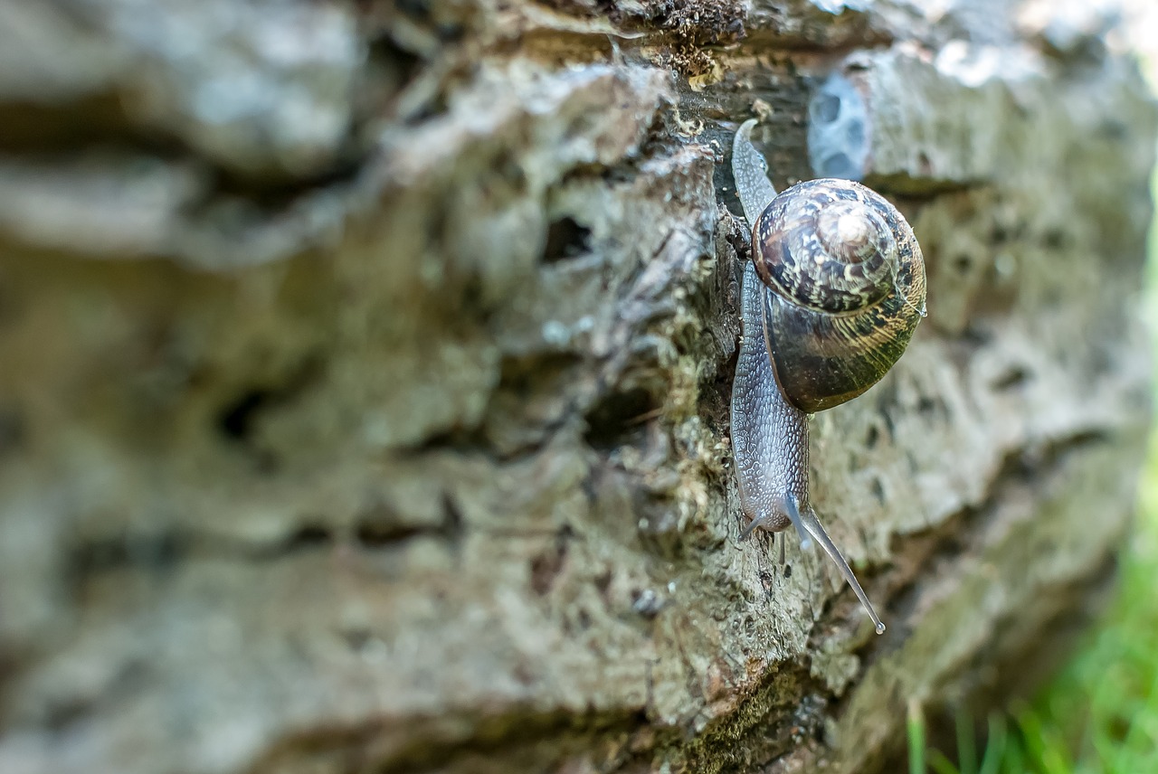 snail  gastropod  nature free photo