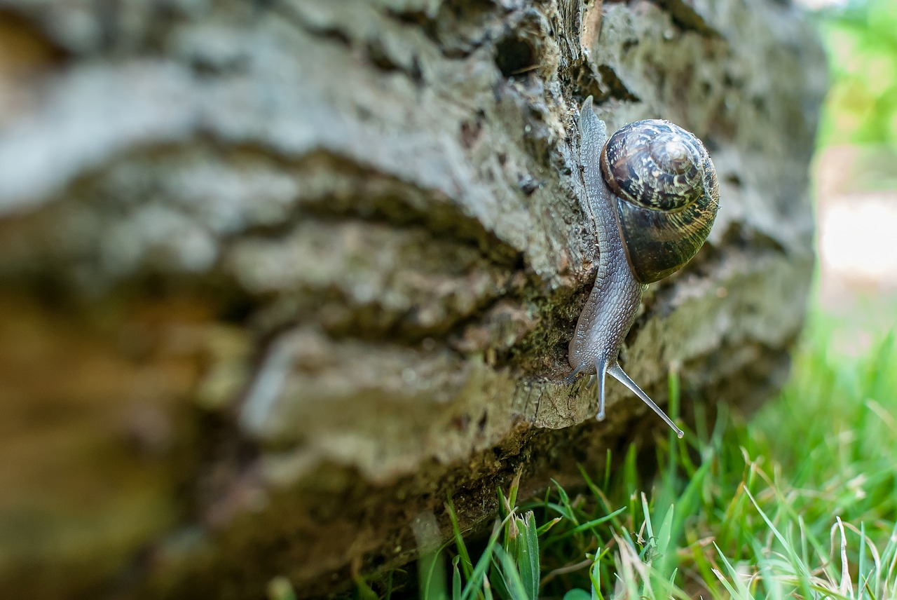 snail  gastropod  nature free photo