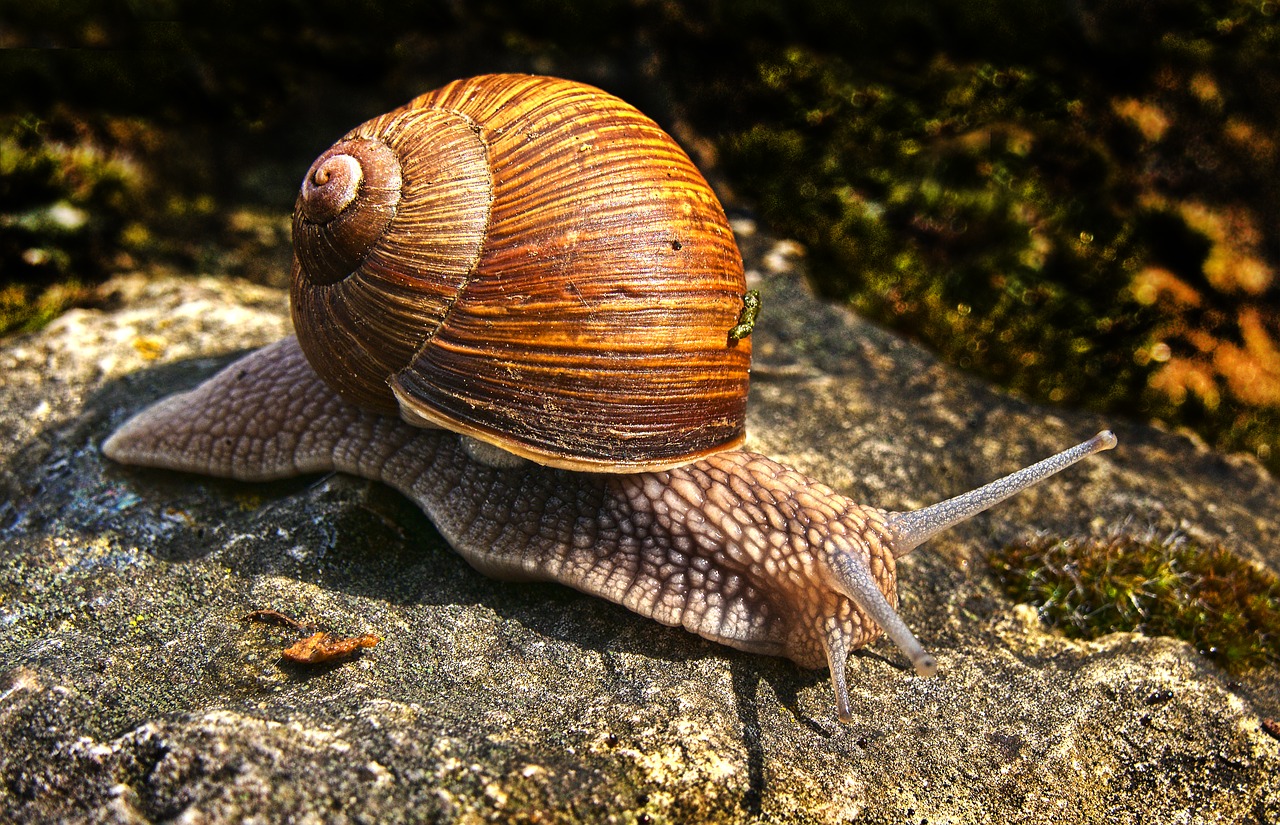 snail  bauchfuesser  snail shell free photo