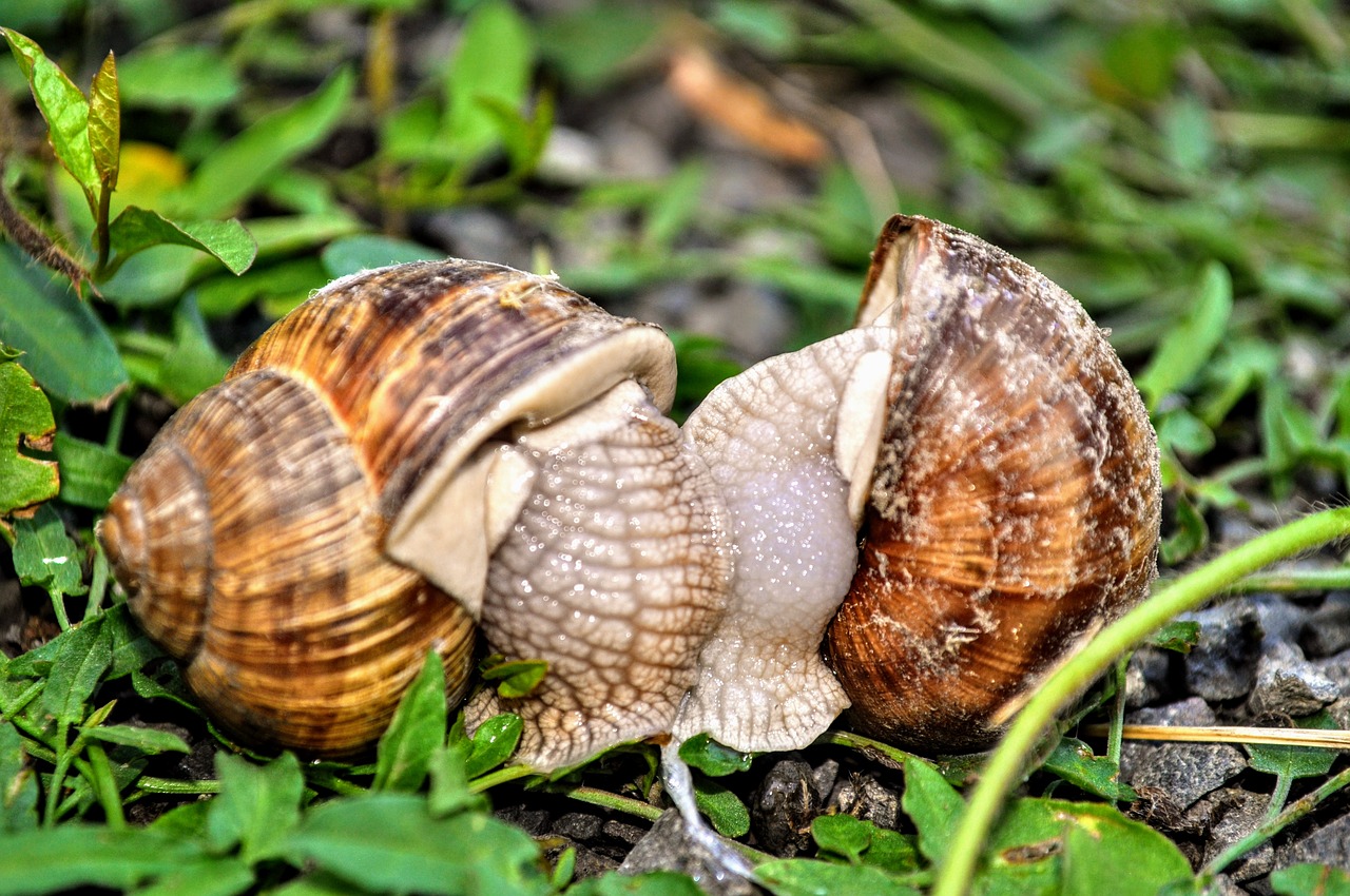 snail  nature  macro free photo