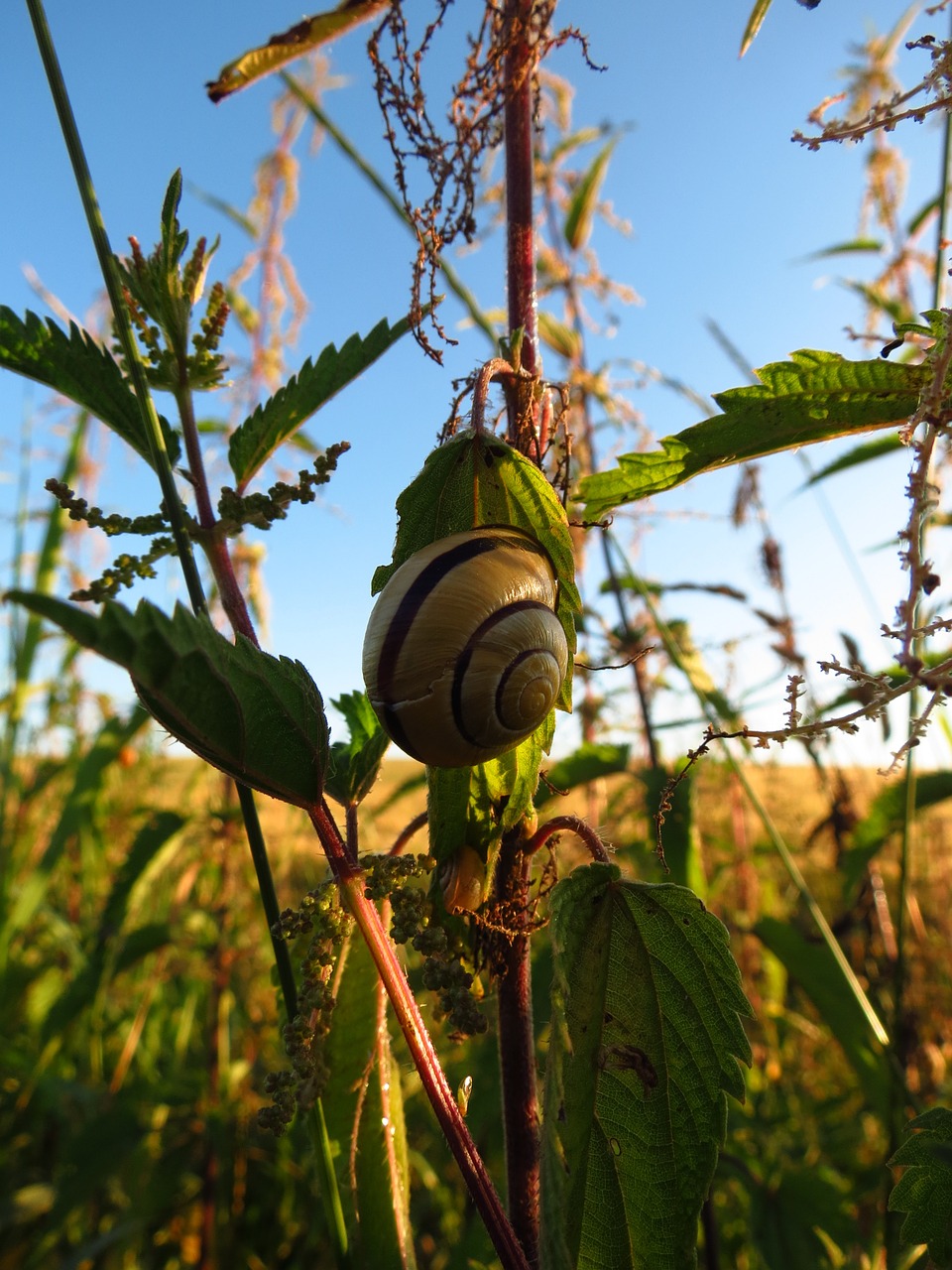 snail animal plant free photo