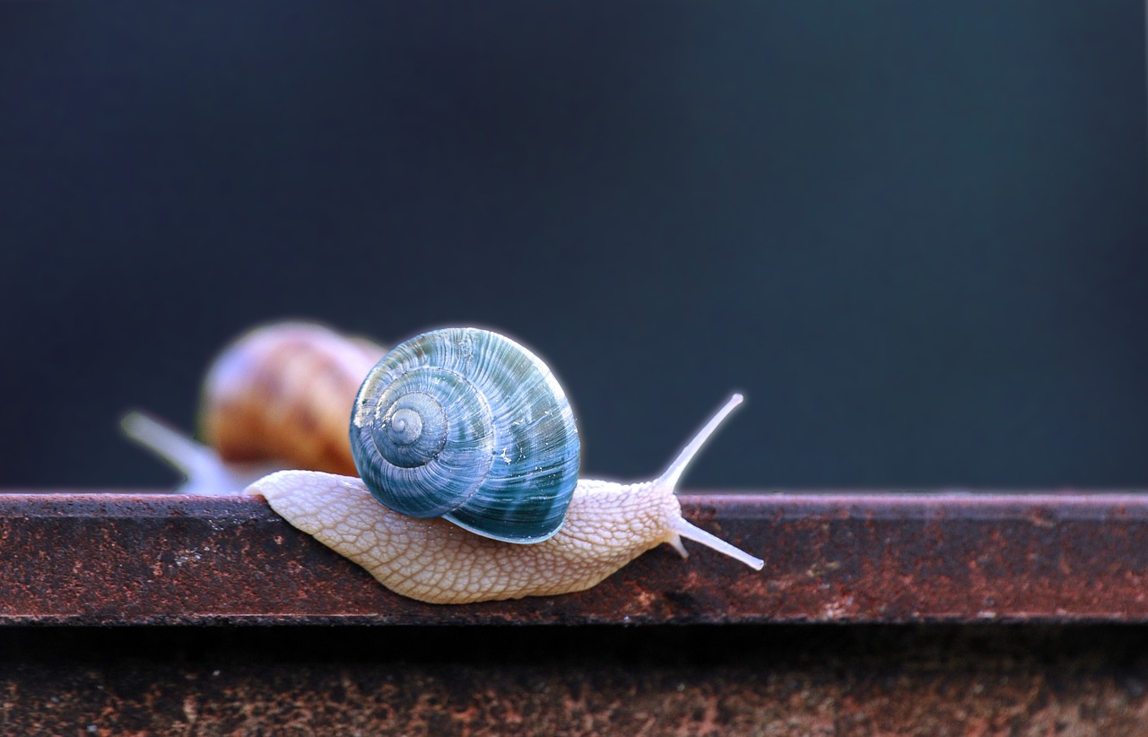 snail  blue  snail shell free photo