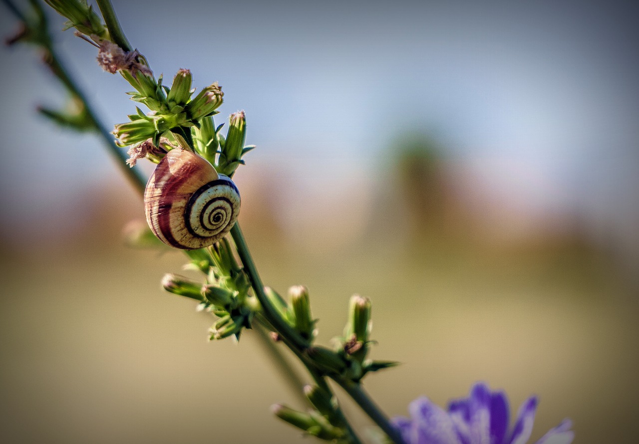 snail  animal  invertebrate free photo