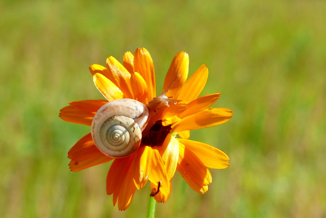 snail  molluscs  flower free photo