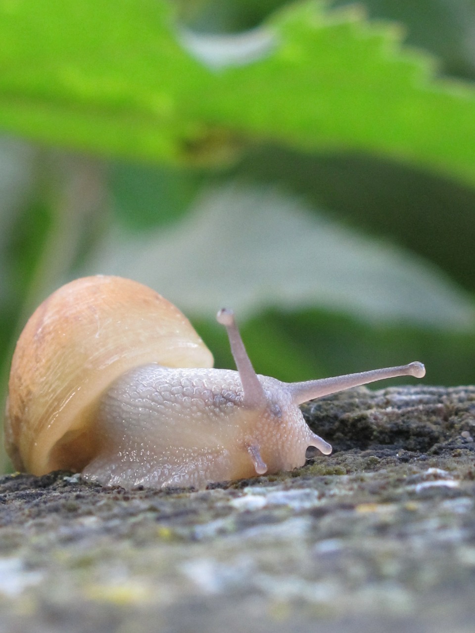 snail leaf trunk free photo