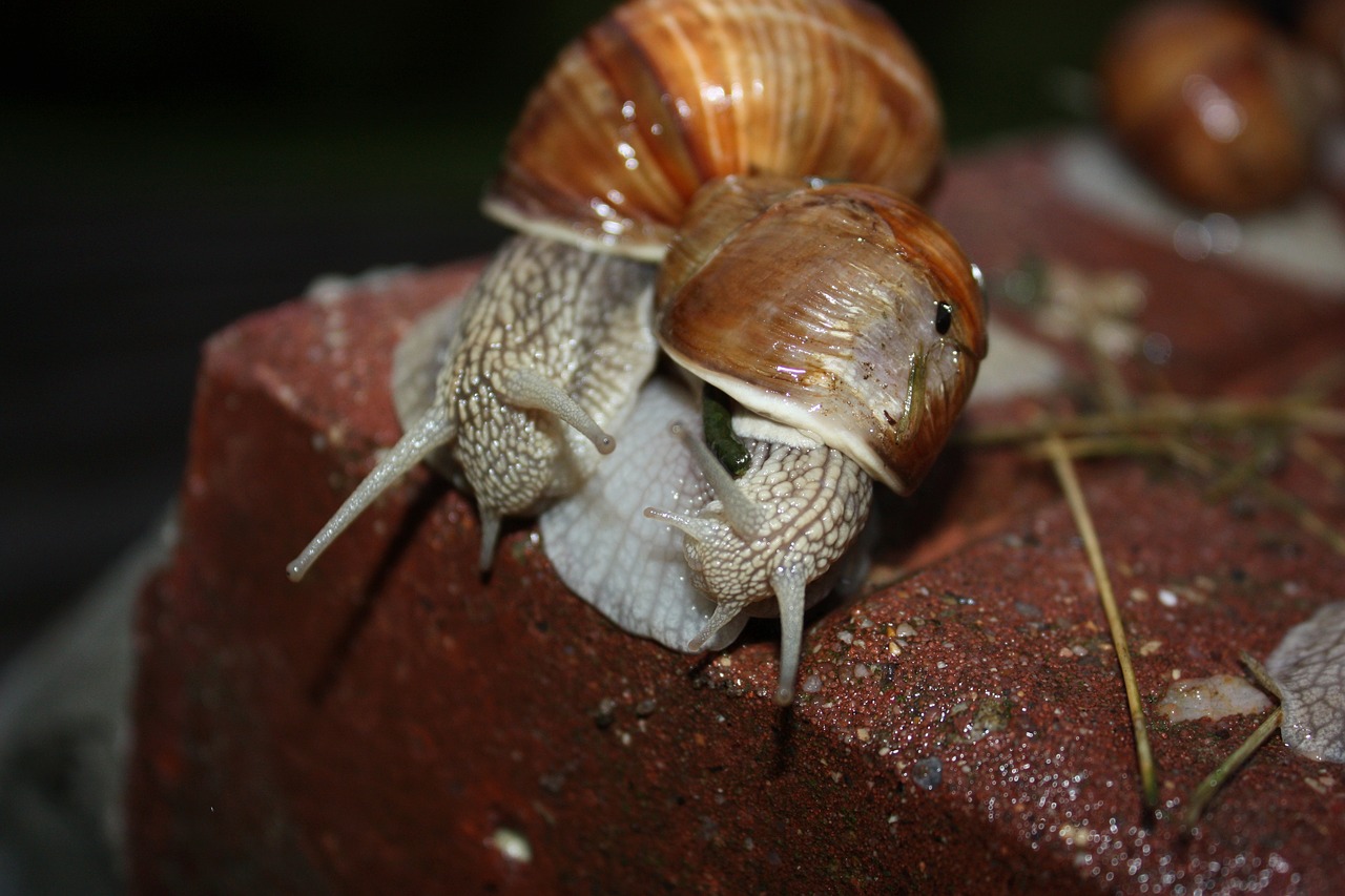 snail  animal  clam free photo