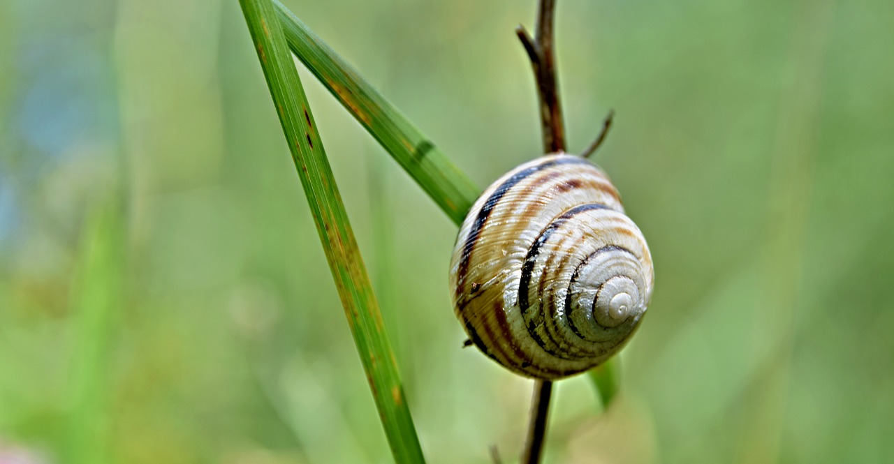 snail  conch  grass free photo