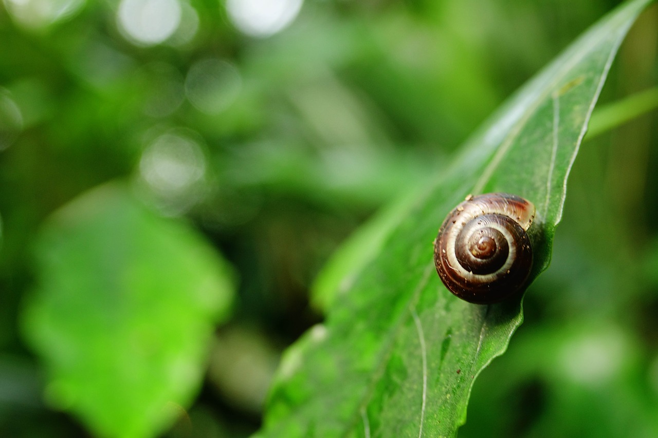 snail  nature  leaves free photo