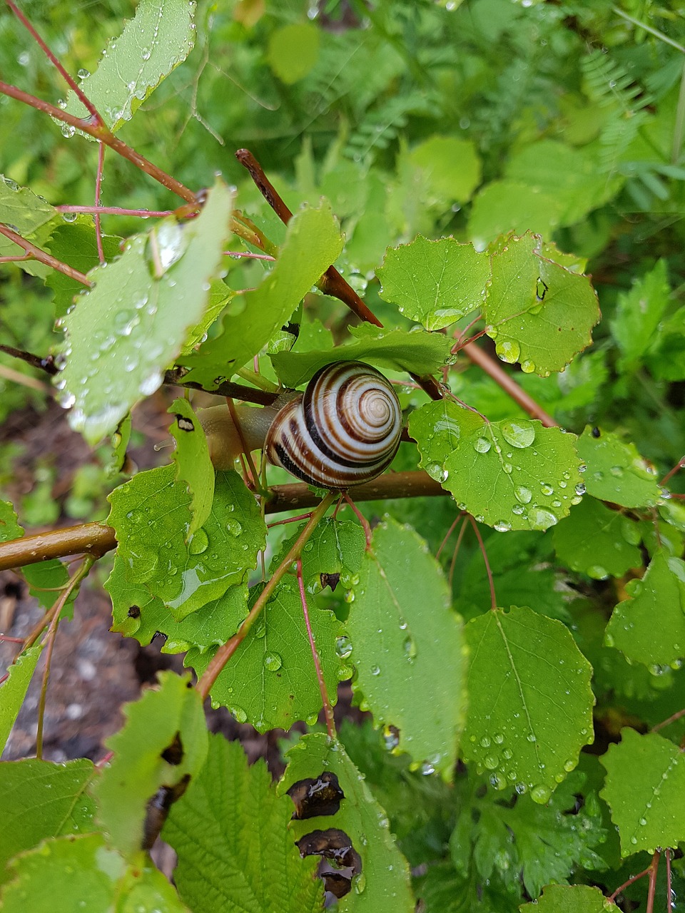 snail  leaves  shell free photo