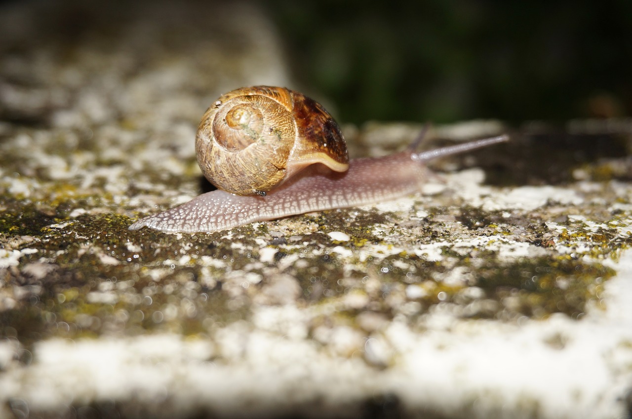 snail  slow  steady free photo