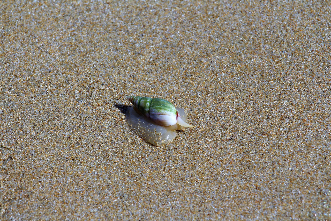 snail  beach  animal free photo
