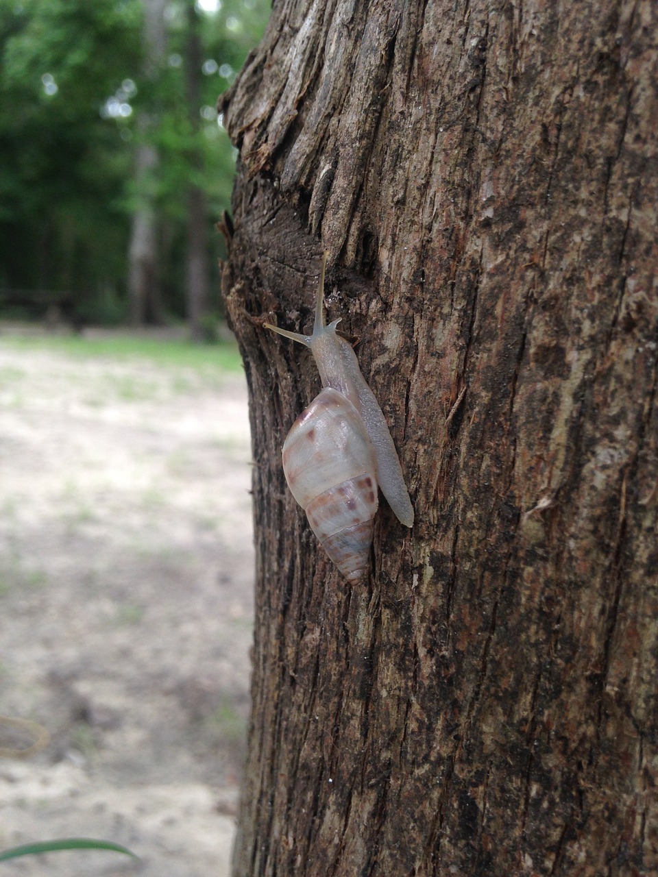 snail  tree  slow free photo