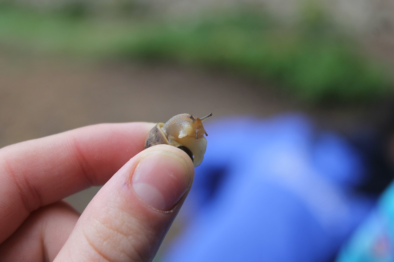 snail  macro photography  nature free photo