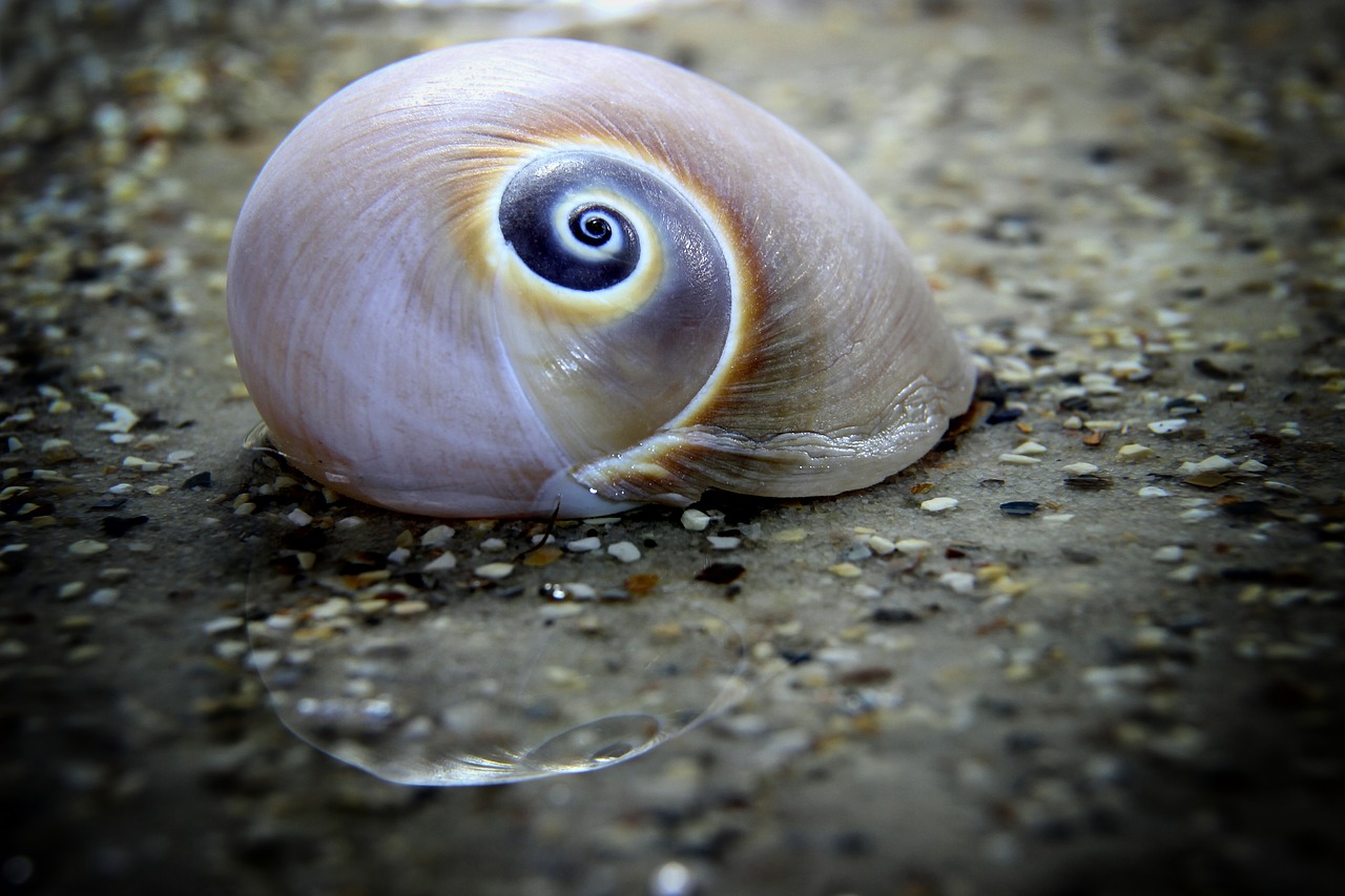 snail  shell  mollusk free photo