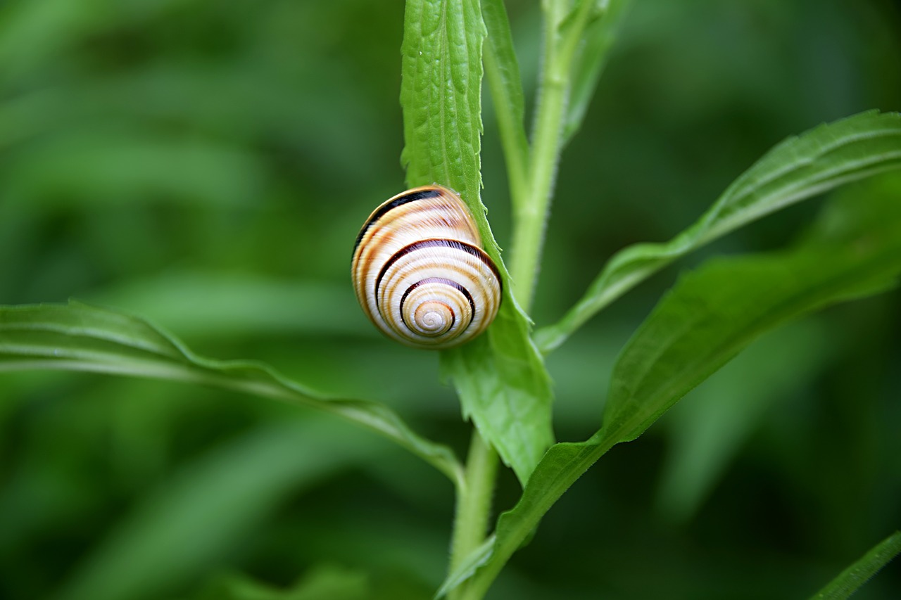 snail  summer  meadow free photo