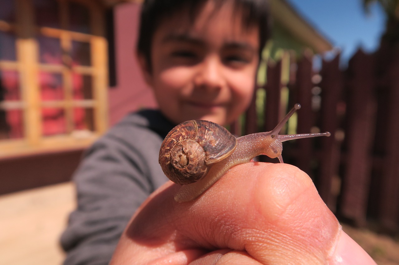 snail  childhood  nature free photo