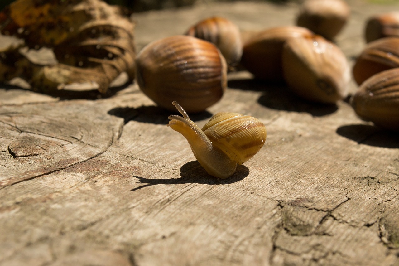 snail  wood  nuts free photo