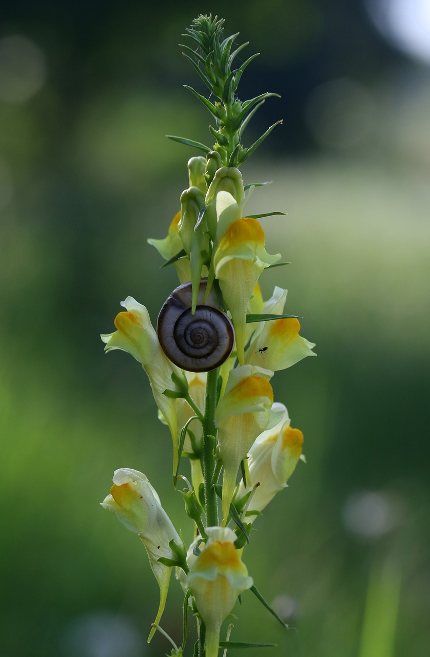 snail  flower  yellow free photo