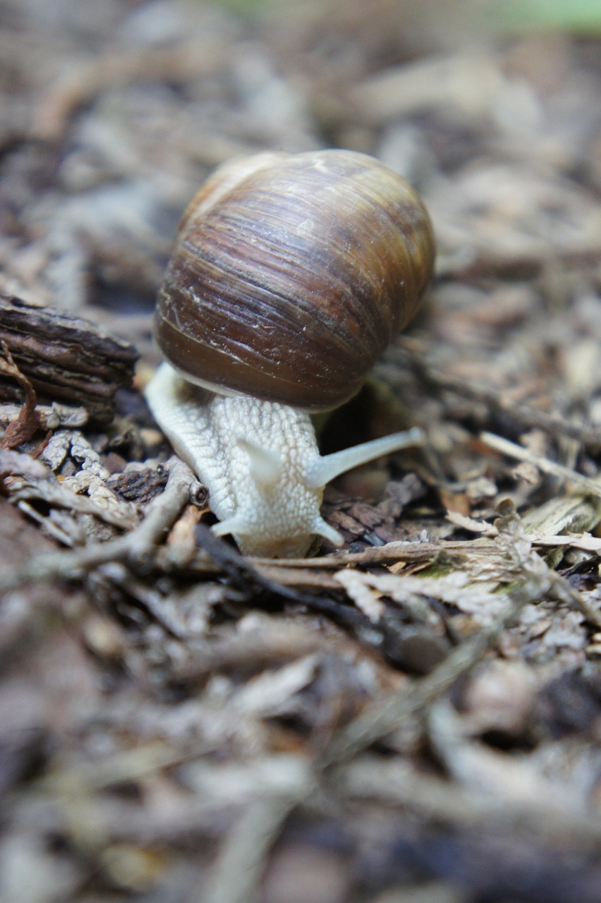 snail  animal  mollusk free photo