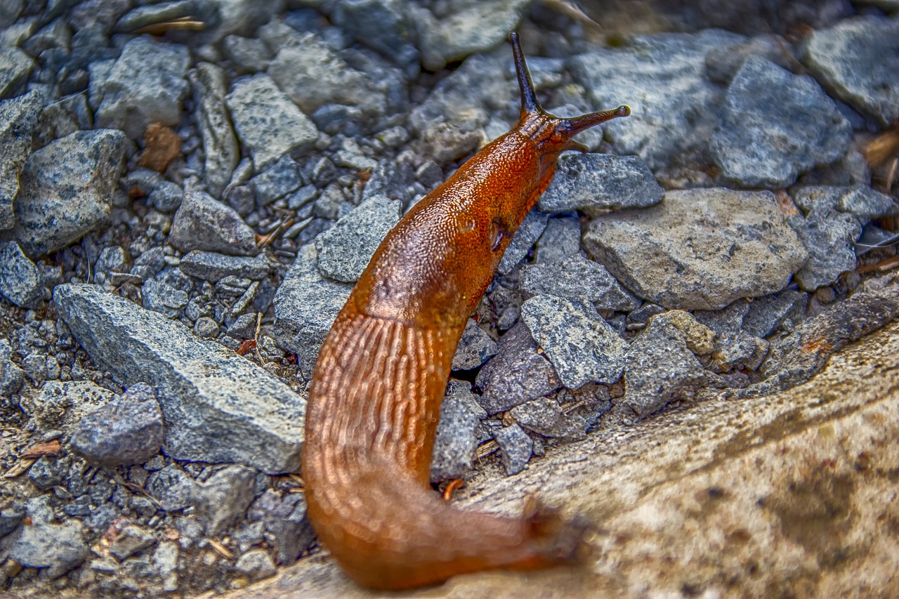 snail  slug  mollusk free photo