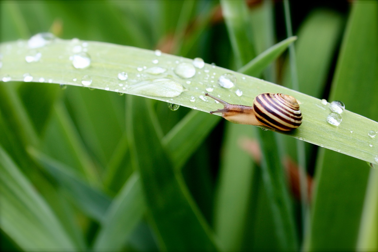 snail  nature  shell free photo