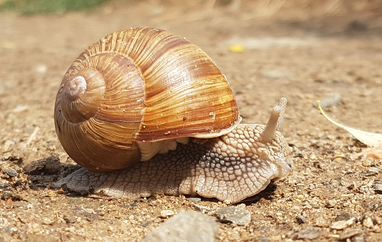 snail  worm  snails free photo