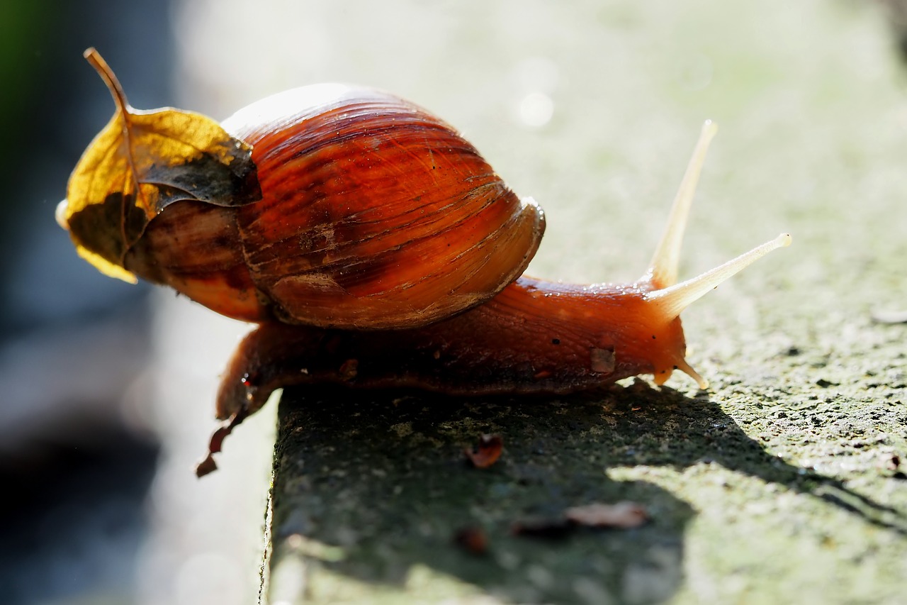 snail  small  shell free photo