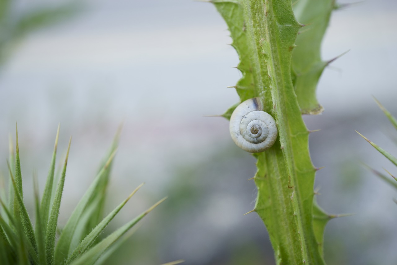 snail  flower  nature free photo