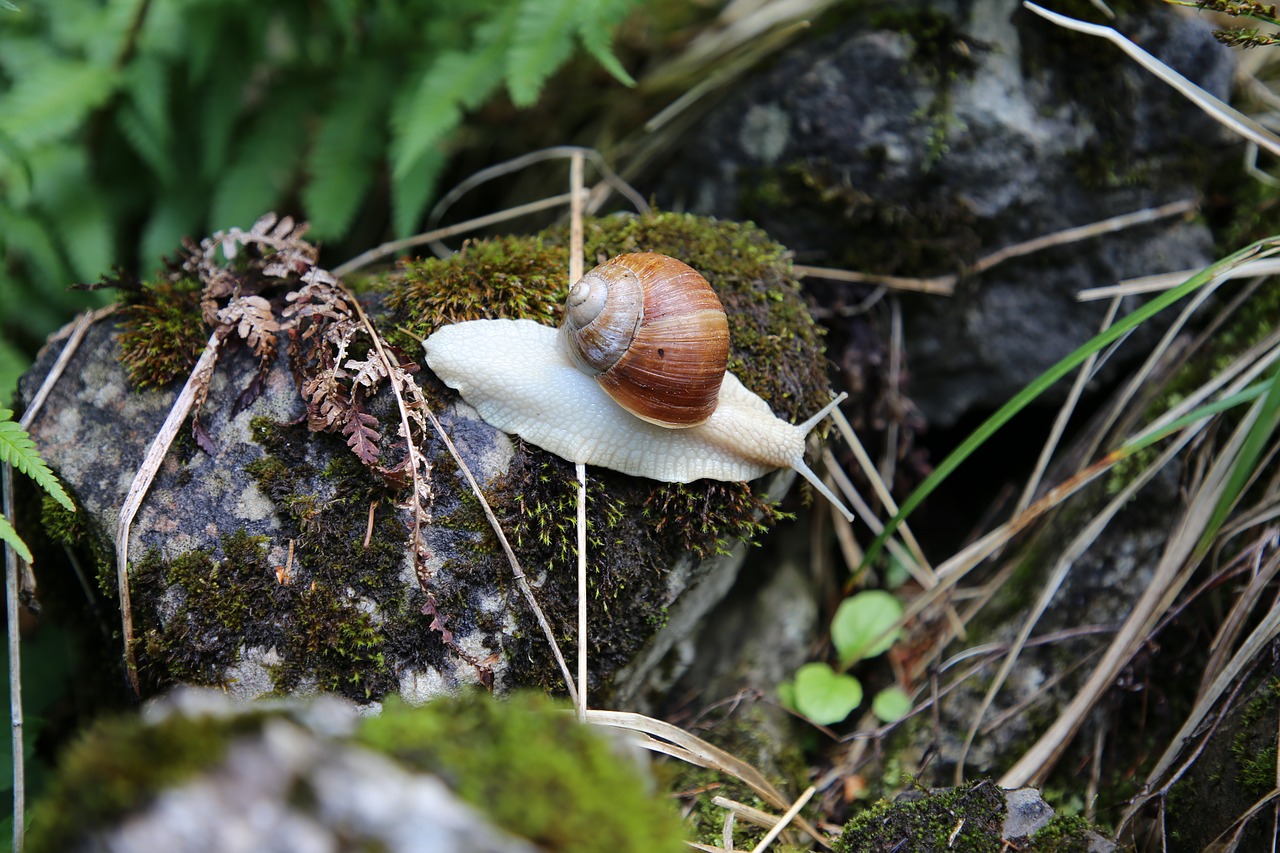 snail  shell  reptile free photo