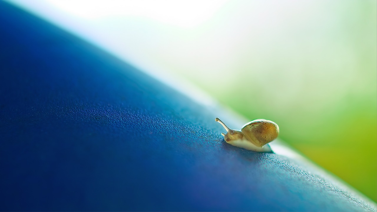 snail  away  bokeh free photo