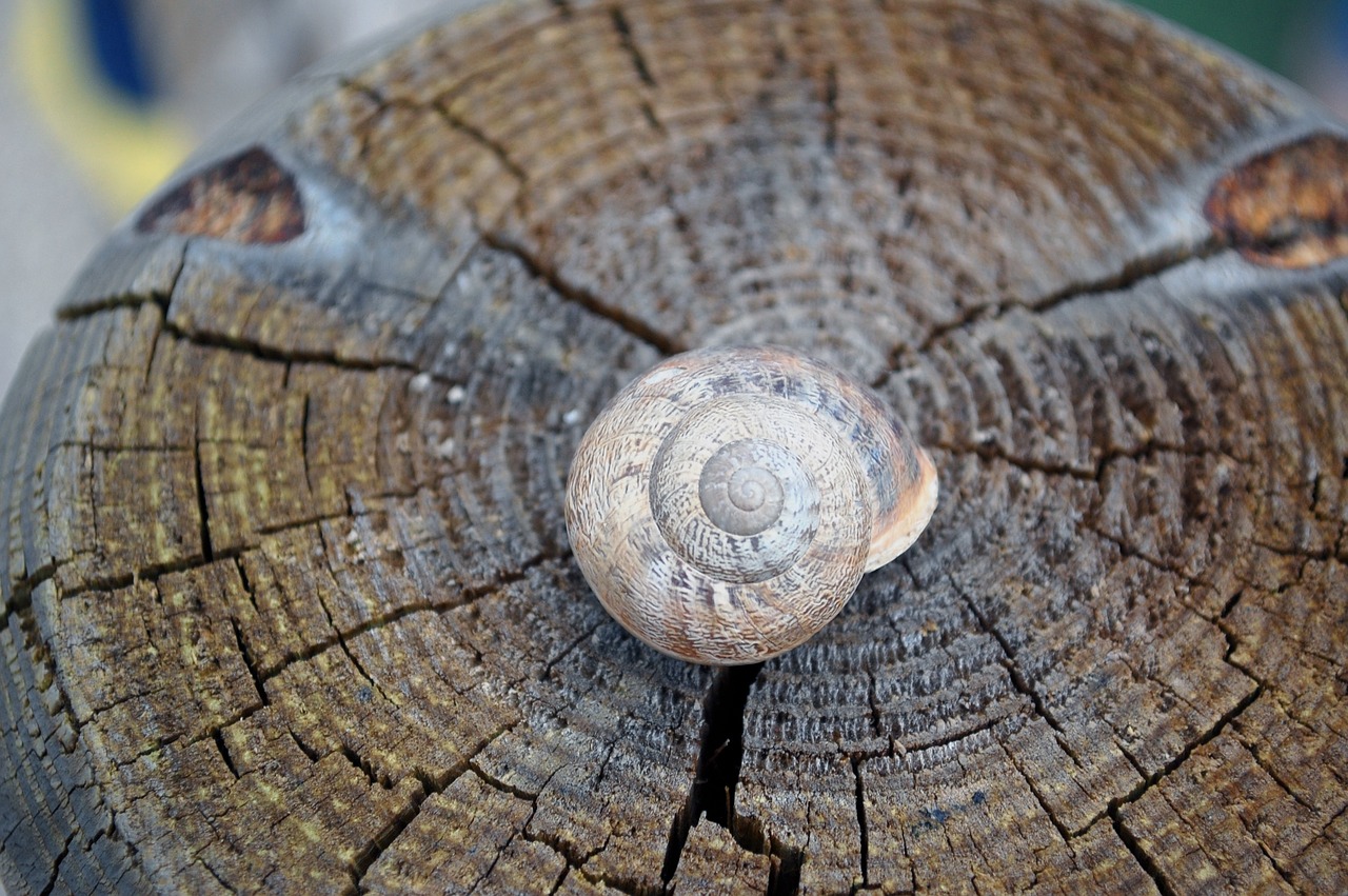 snail  shell  wood free photo