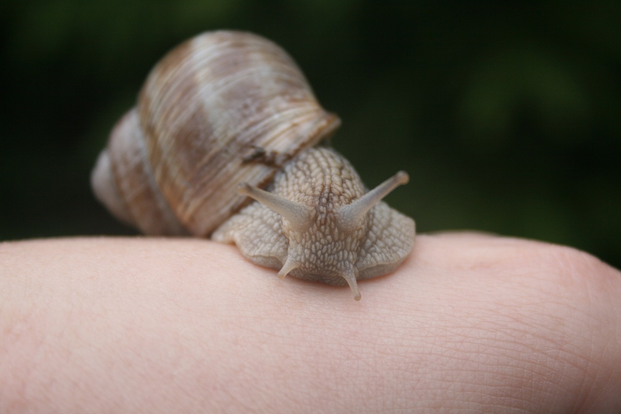 snail  molluscum  molluscs free photo