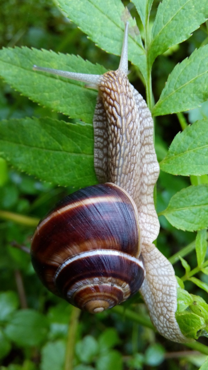 snail  nature  live free photo