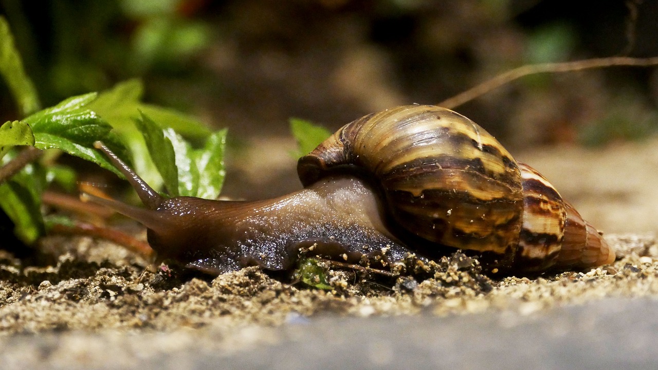 snail  house  animal free photo