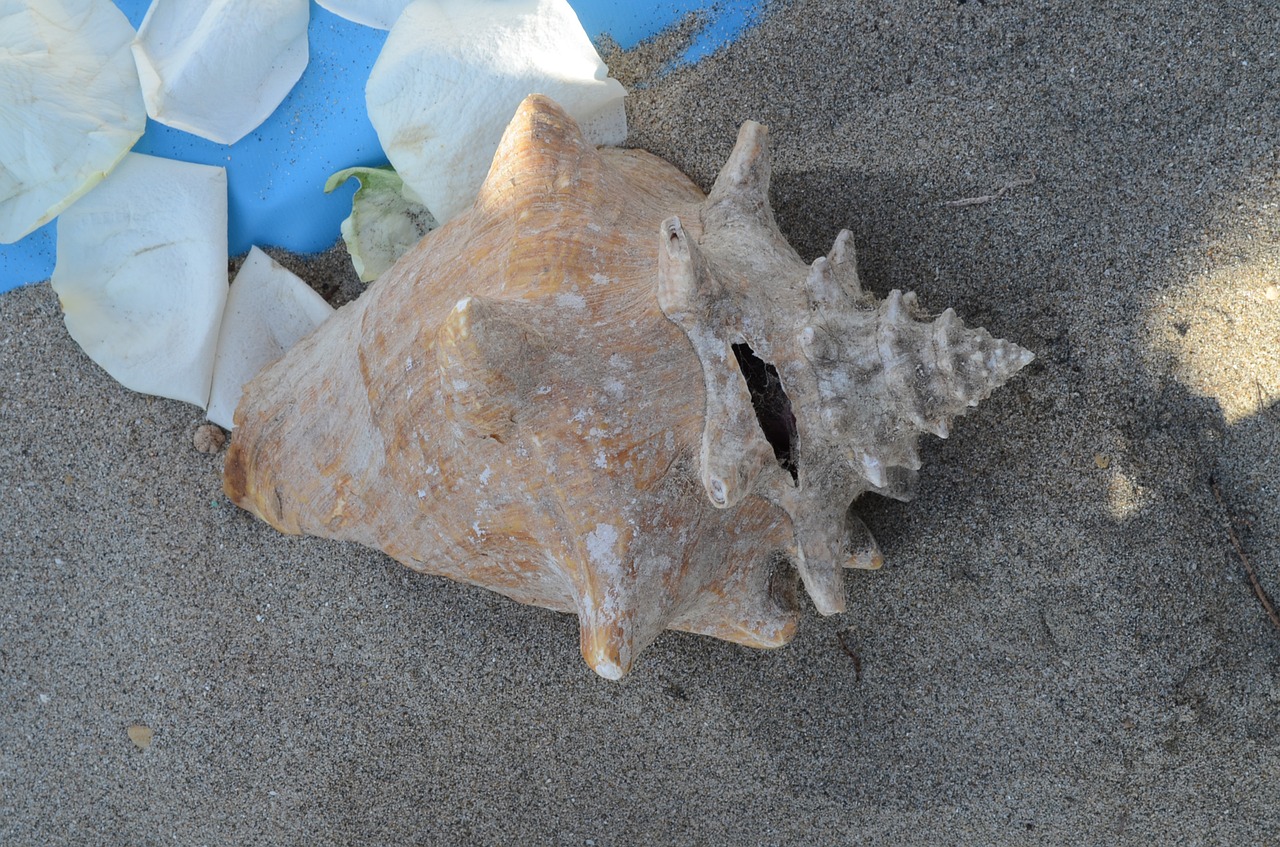 snail  beach  sand free photo