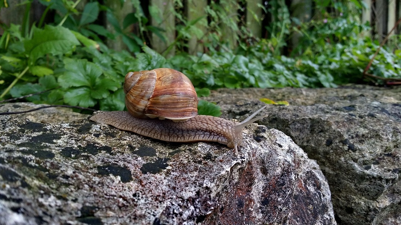 snail  stone  reptile free photo