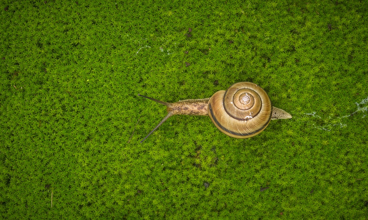 snail  moss  nature free photo