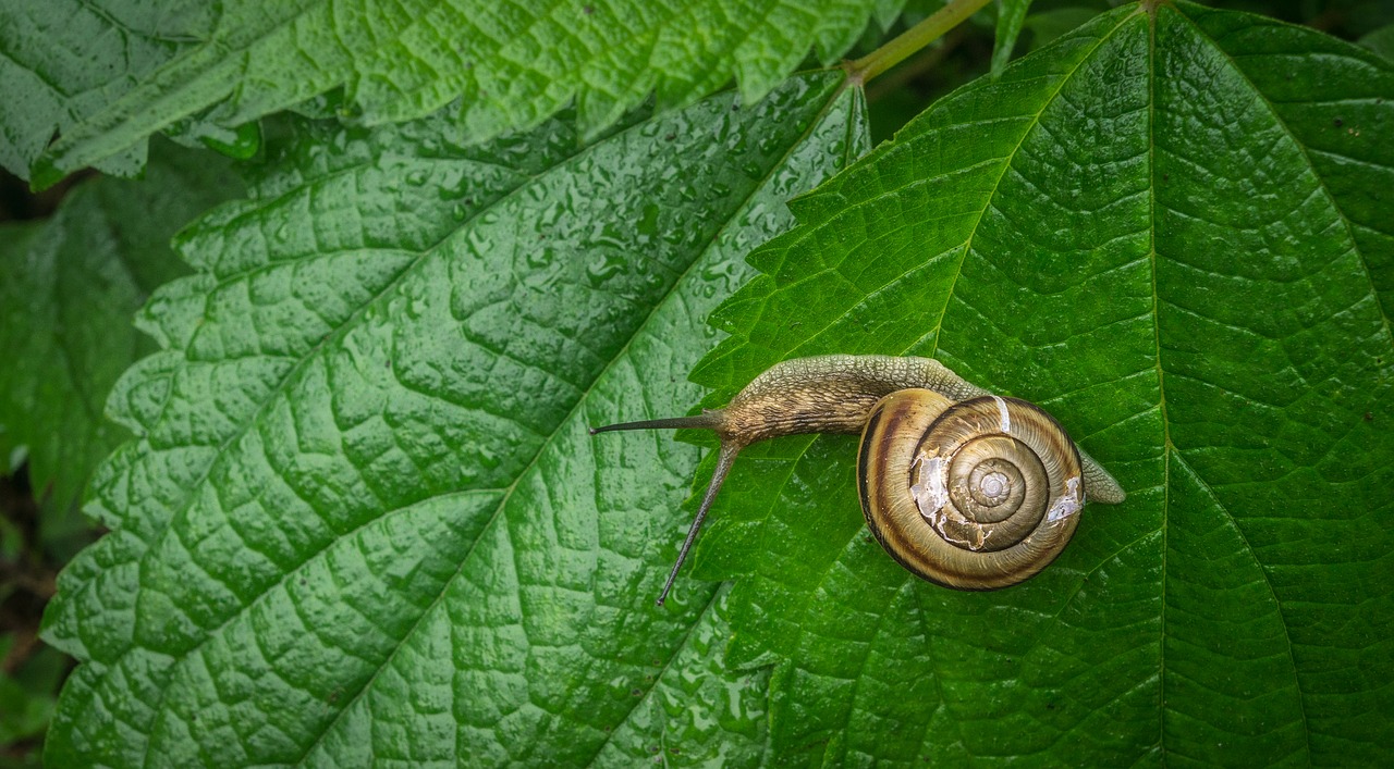 snail  the leaves  nature free photo