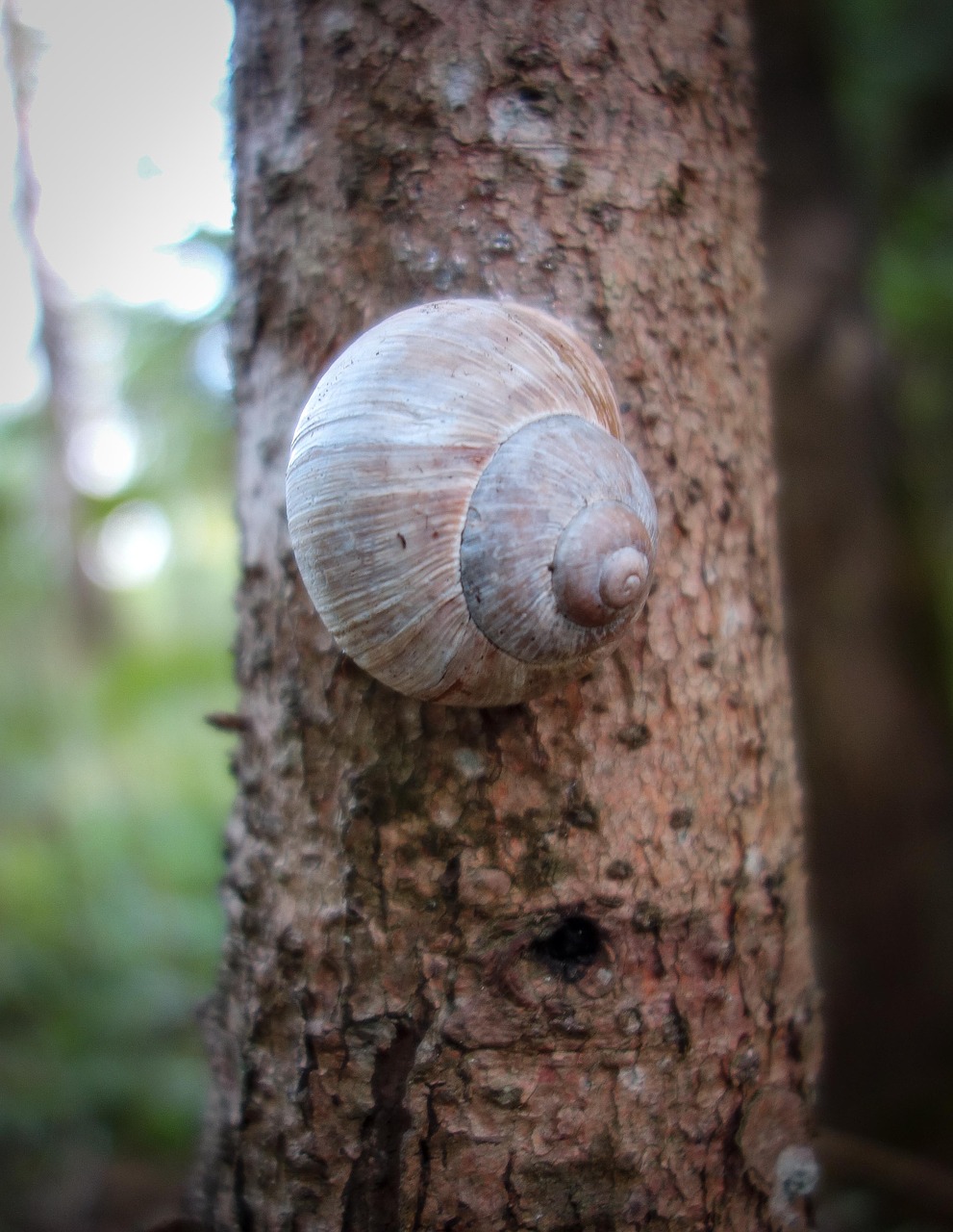 snail  shell  tree free photo