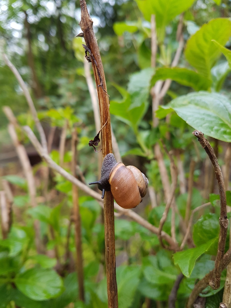 snail  nature  close up free photo