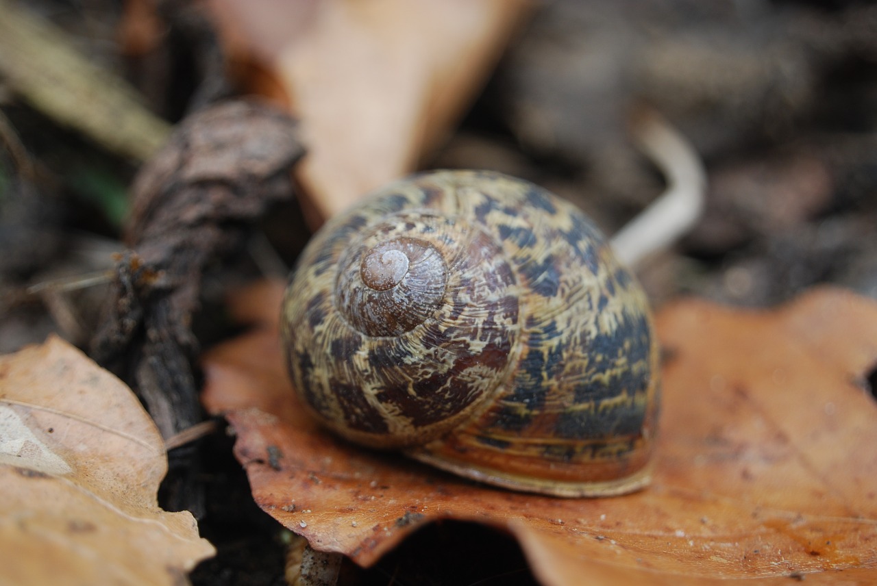 snail  shell  spiral free photo