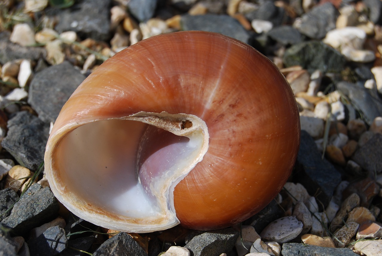 snail  shell  spiral free photo