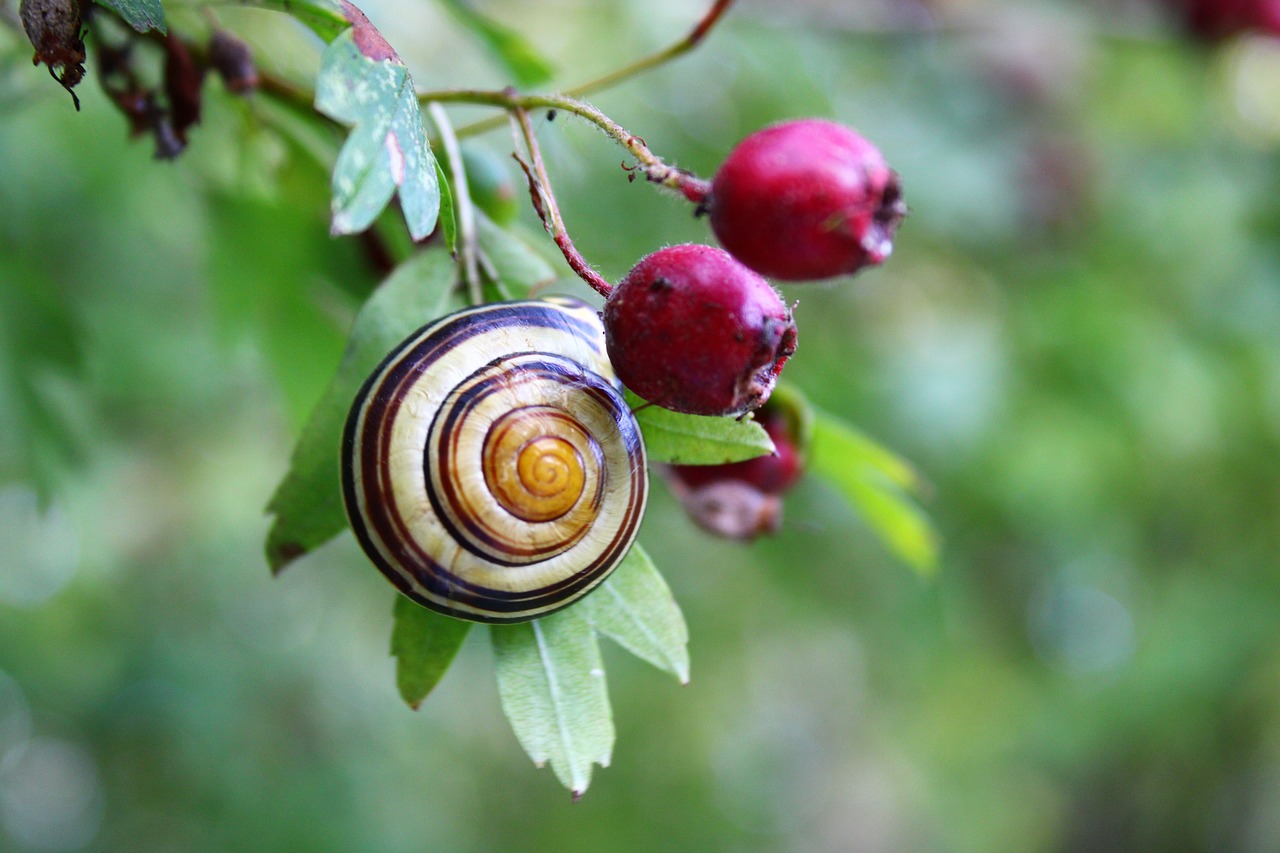 snail  mollusk  shell free photo