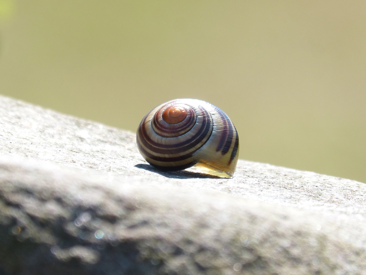 snail  shell  snail yellow free photo