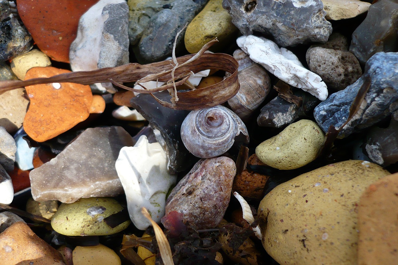 snail  beach  stones free photo