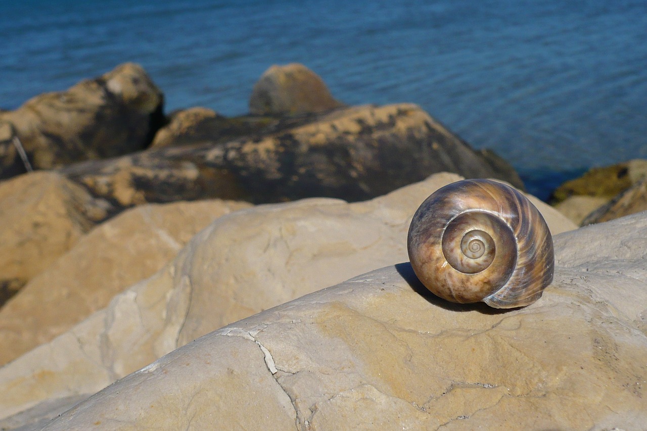 snail  beach  vacations free photo