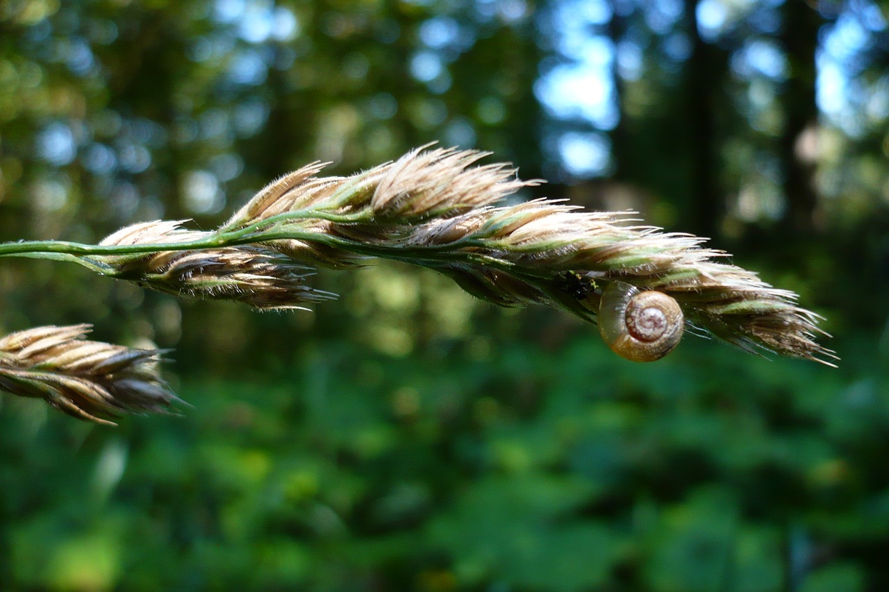 snail  macro  plant free photo