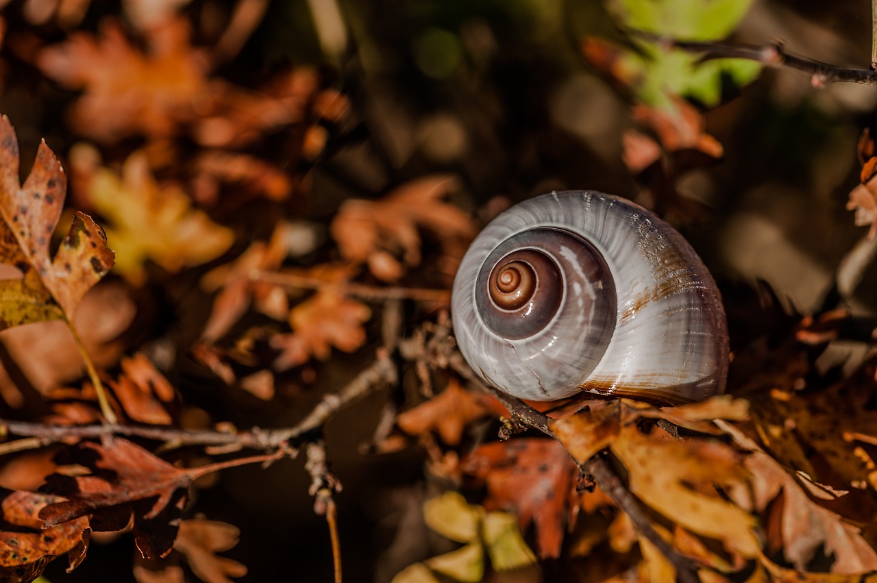 snail  autumn  leaves free photo