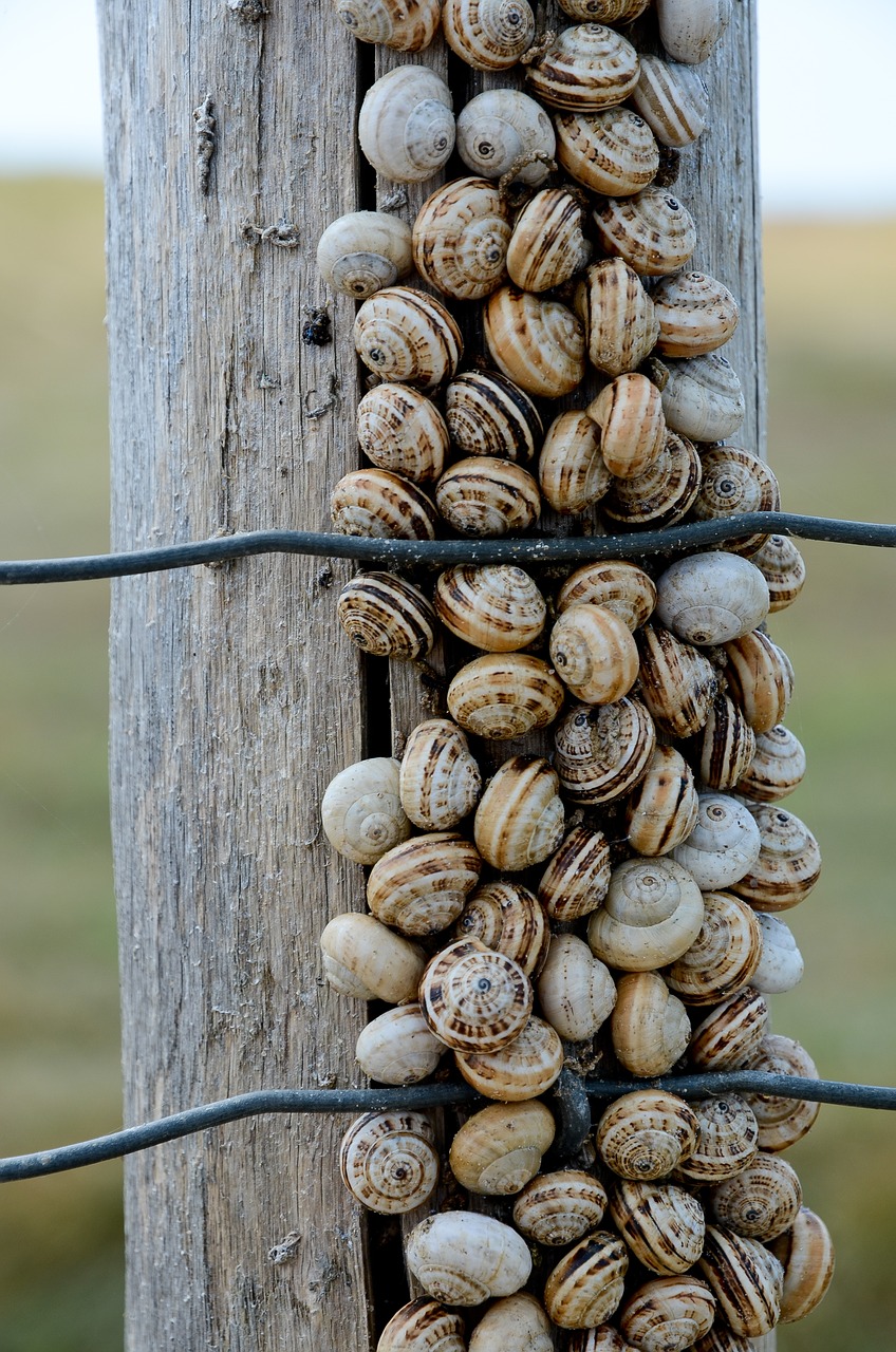 snail  nature  animal free photo