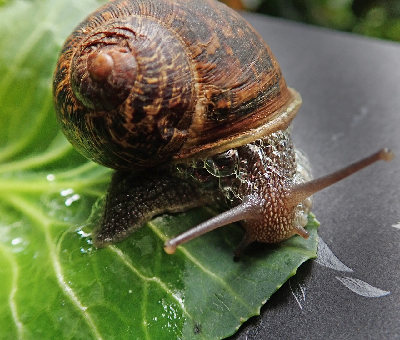 snail  garden  pest free photo